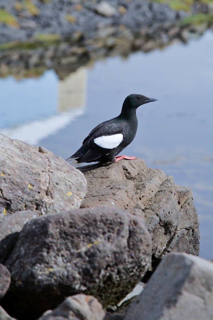 Bird Watching Visit Westfjords Iceland