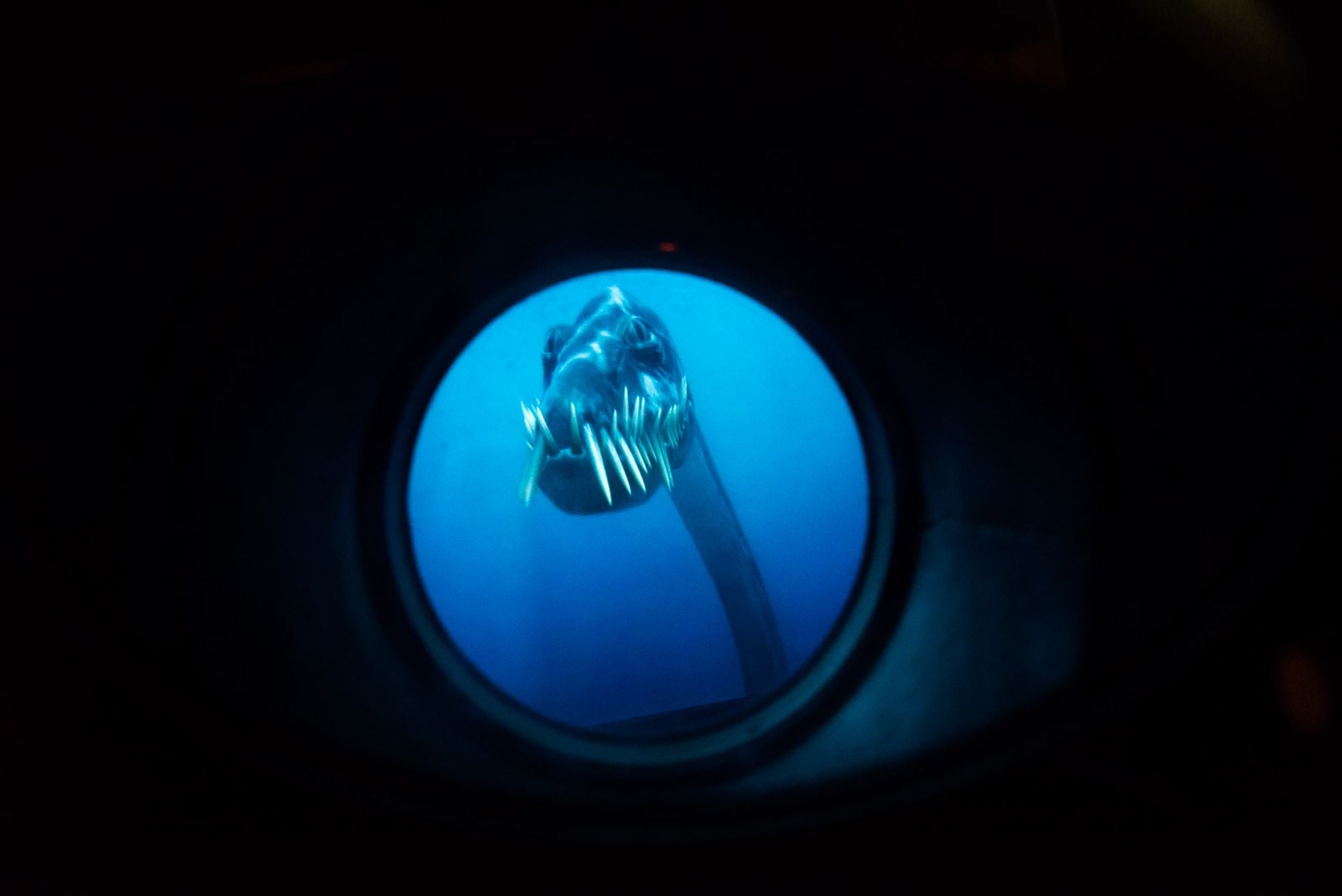 record how drawing monsters Sea Bestfjords of  Arnarfjordur