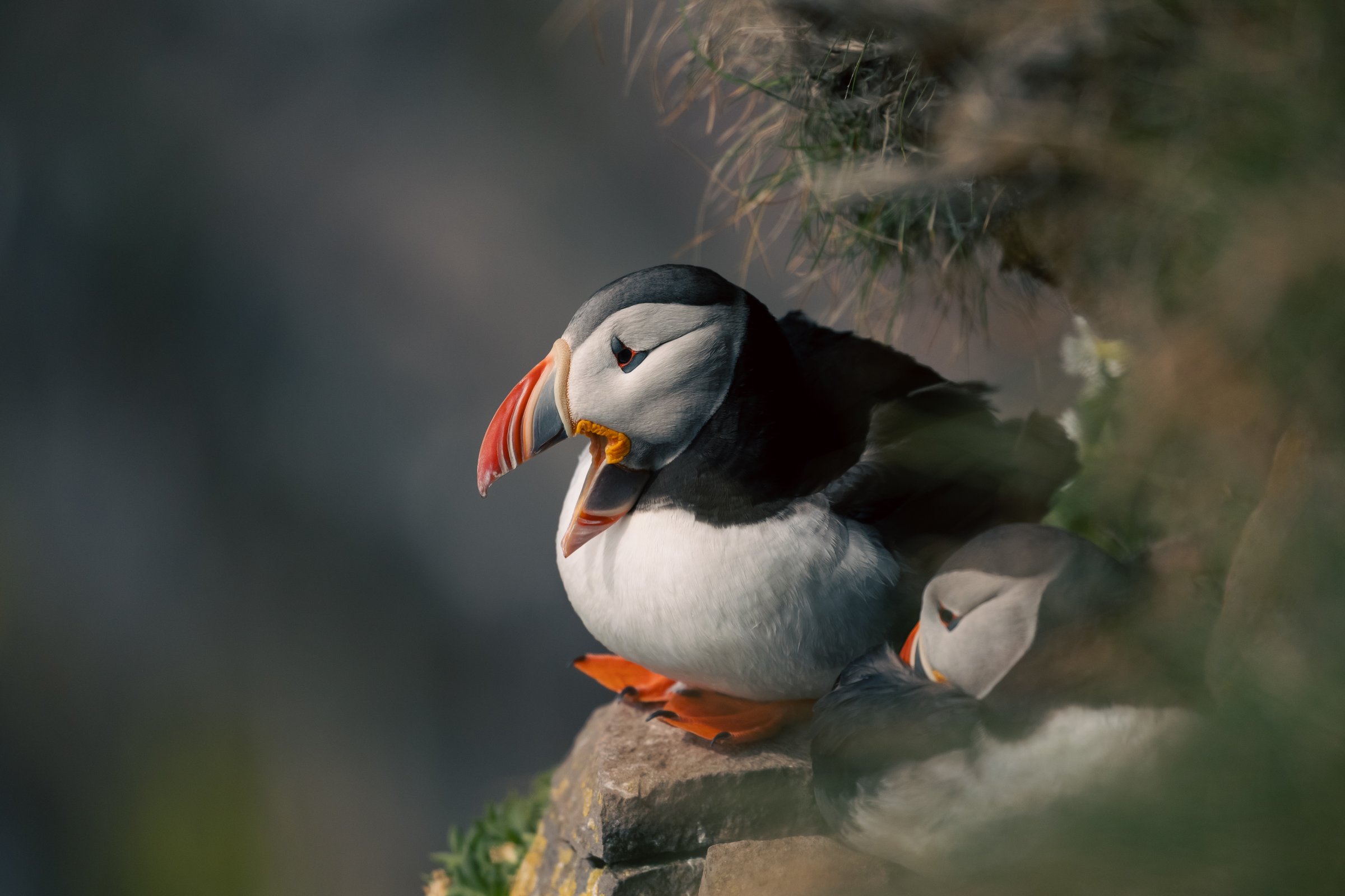 Látrabjarg
