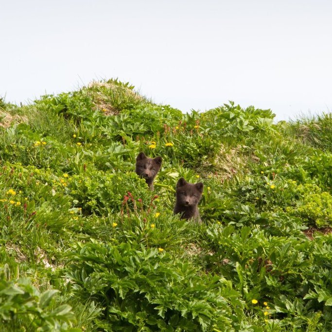 Hornstrandir Image 11