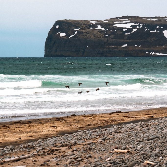 Hornstrandir Image 5