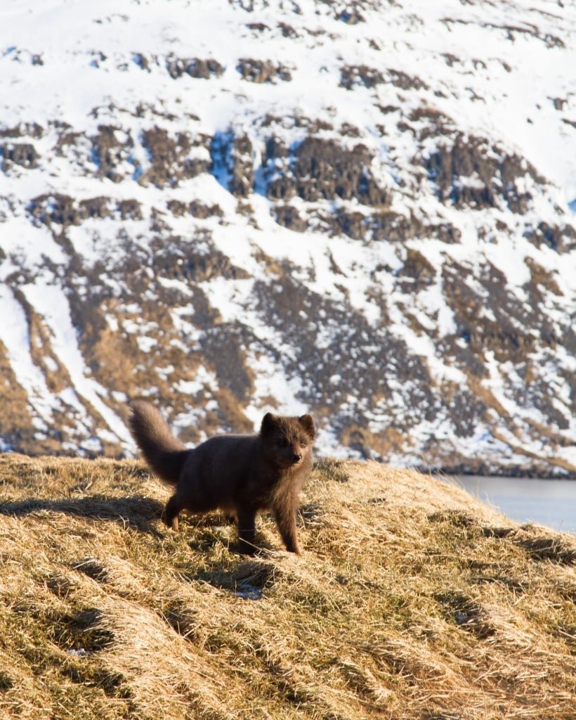 The Arctic fox in Ísafjarðardjúp