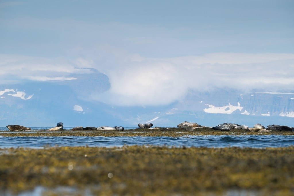 the seals of Hvítanes in Ísafjarðardjúp