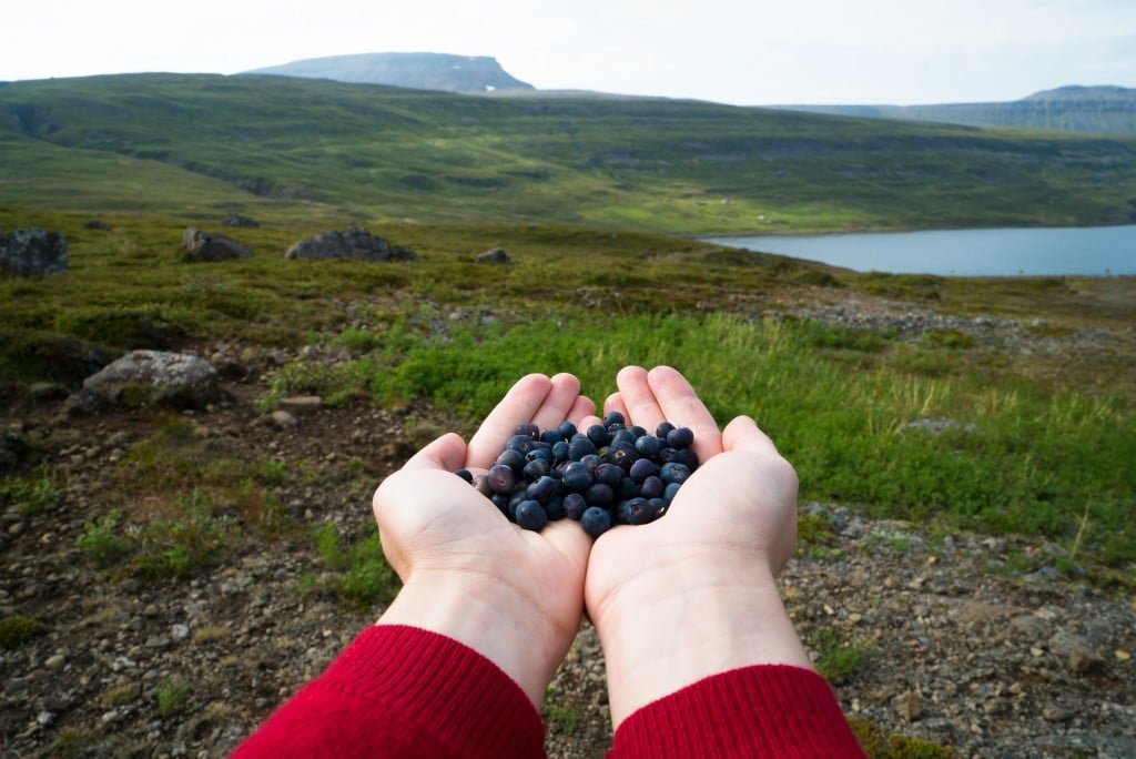 Picking arctic blueberries in Ísafjarðardjúp