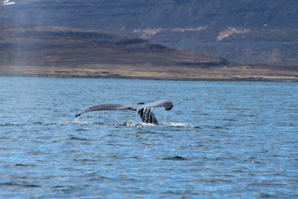 Whales in Isafjarðardjúp