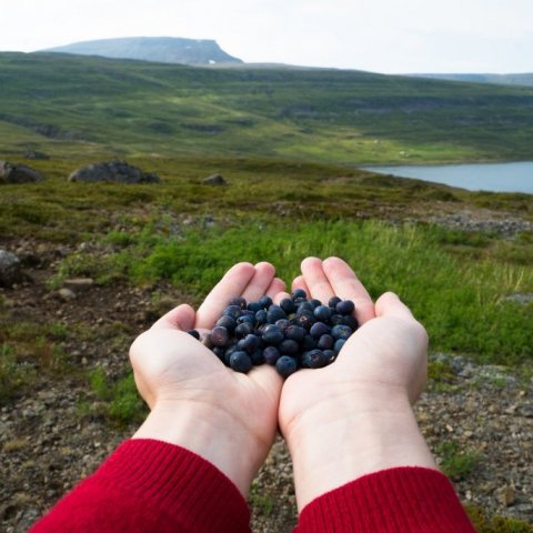 Blueberry Season