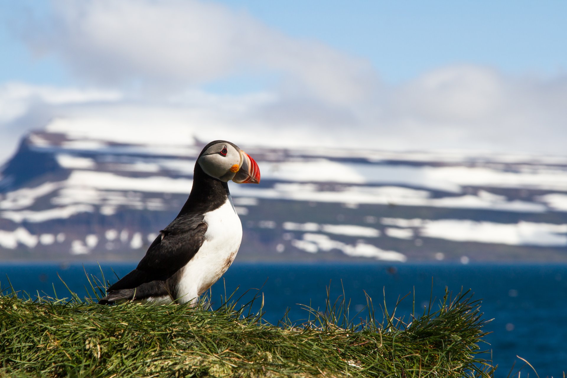 Puffins in Westfjords | Visit Westfjords