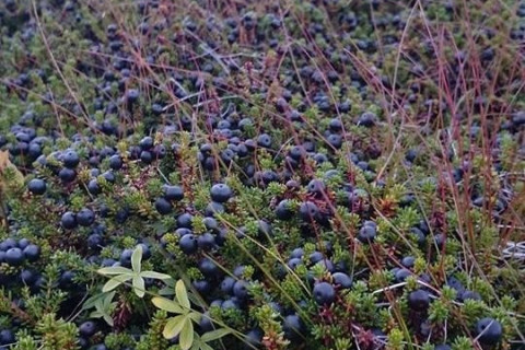 Berries