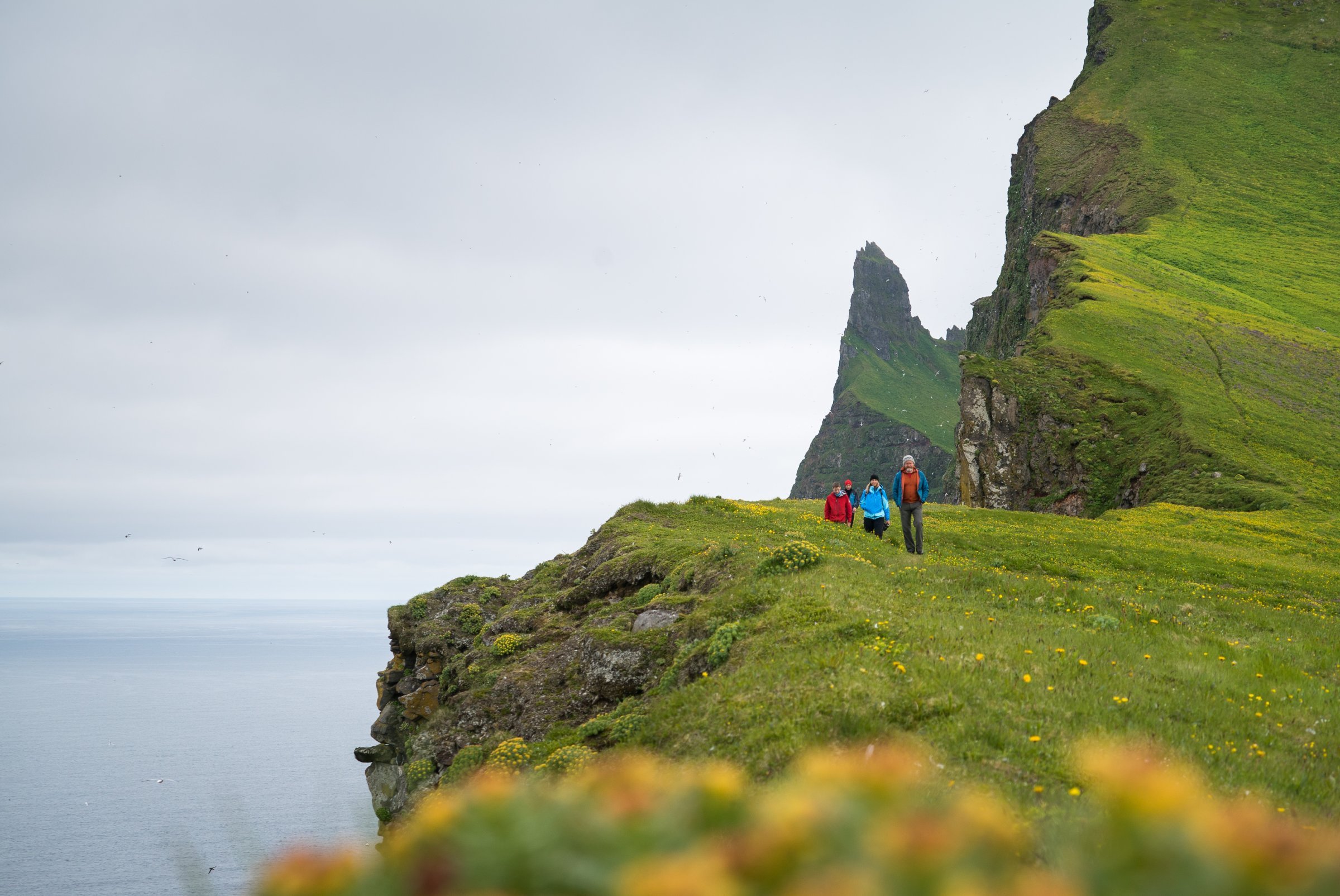 Krav unse Pompeji Hornstrandir Nature Reserve | Visit Westfjords